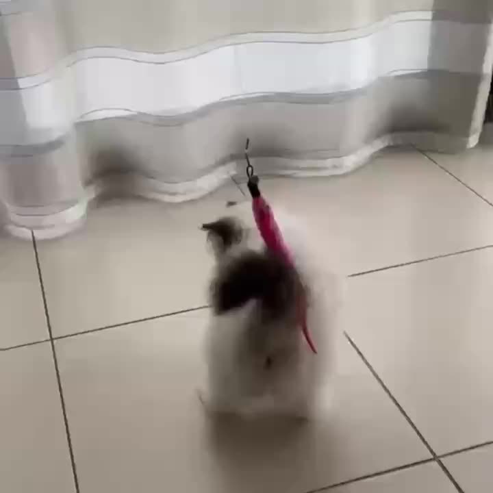 Interactive Cat Wand Toy With Retractable Feather Refills