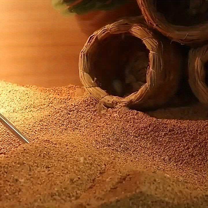 Cat Litter Sifter Kit Stainless Mesh With Handle 3.8mm 5mm