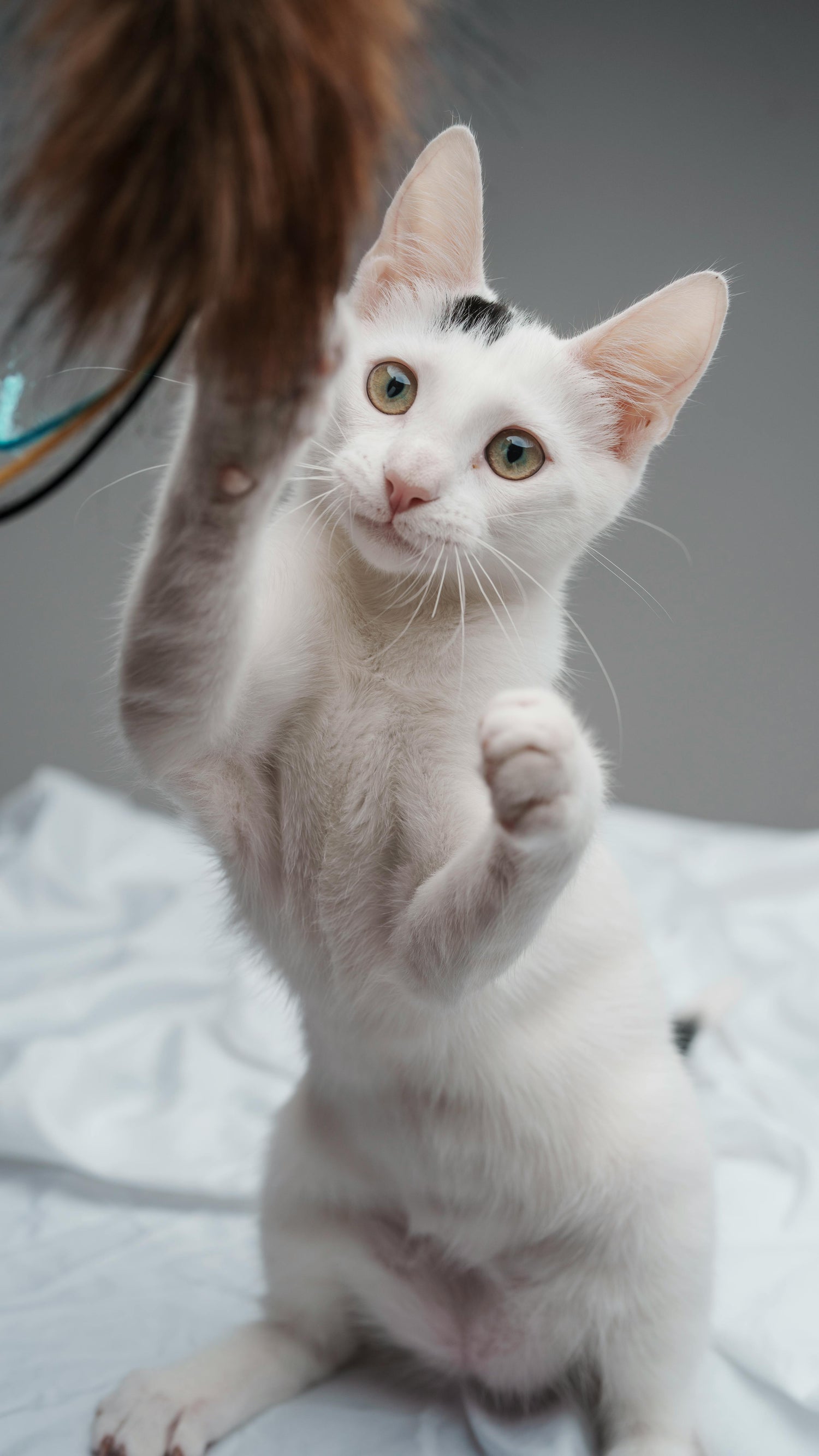 Cat Toys