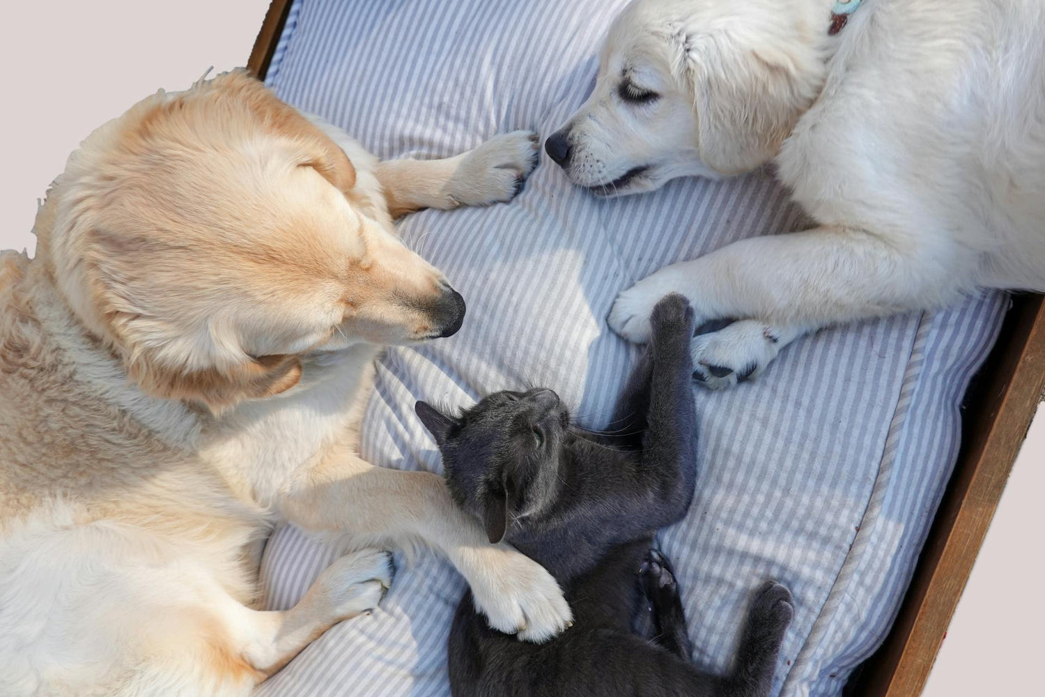 Dog & Cat Beds