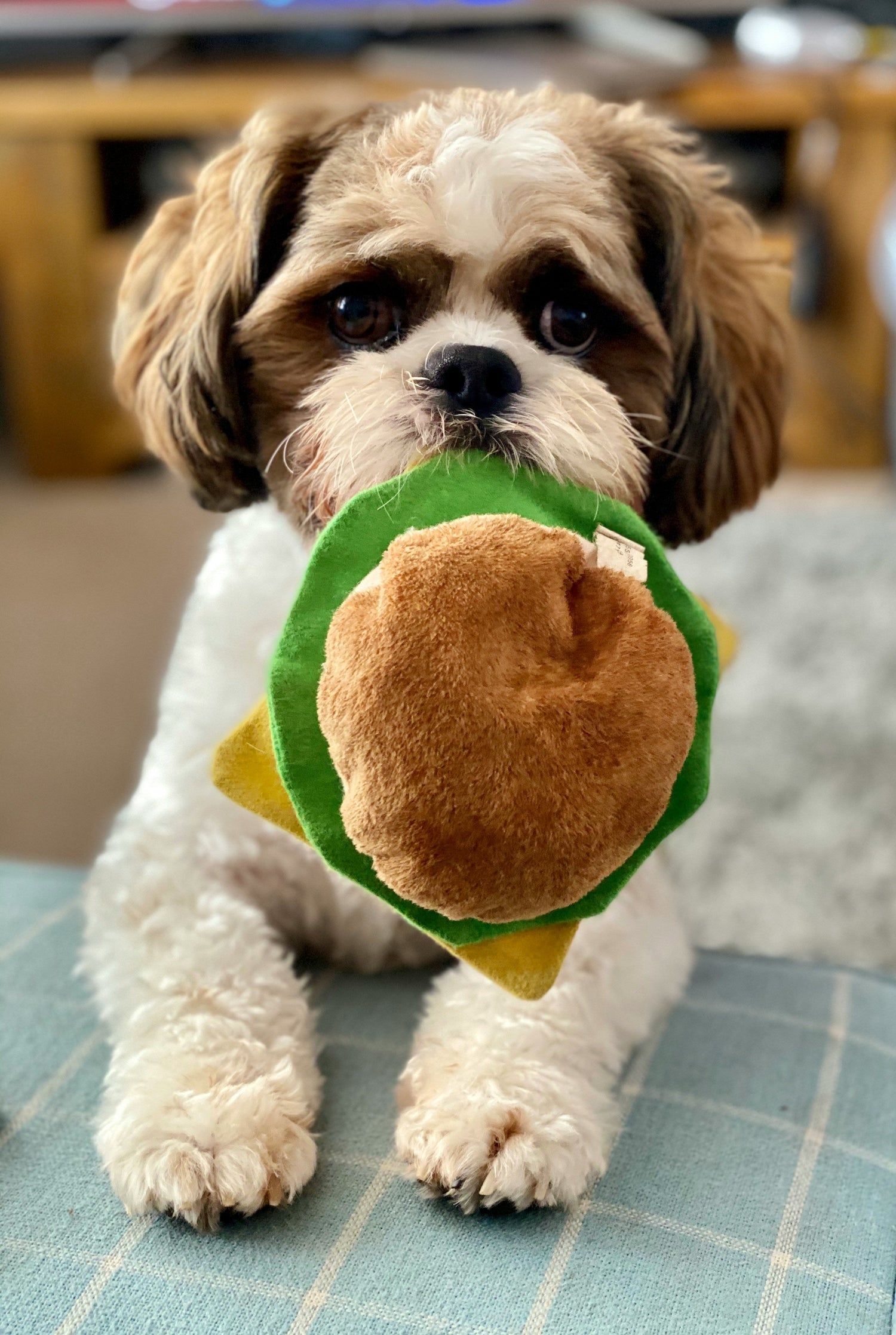 Dog Toys