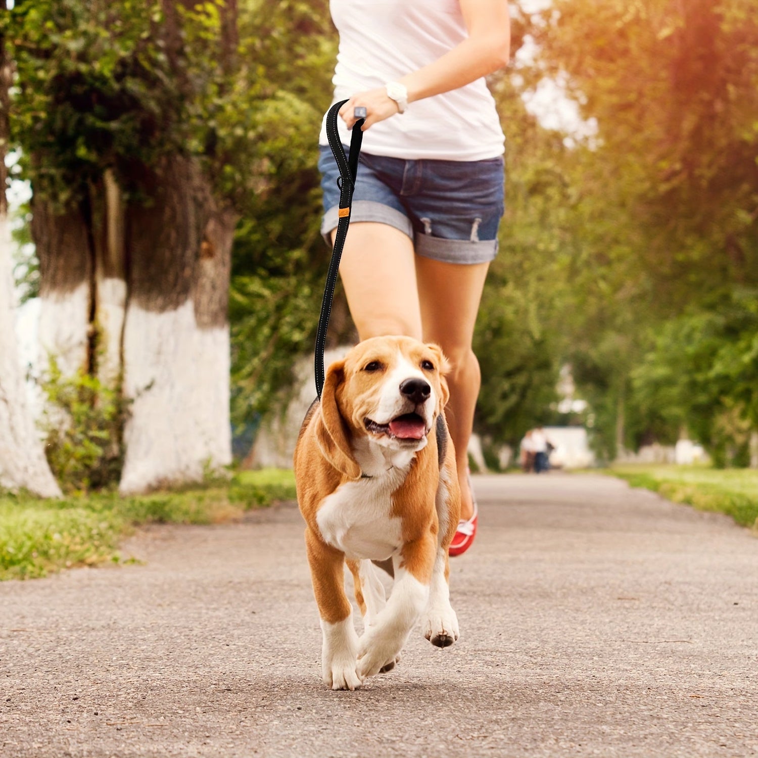Dog Training