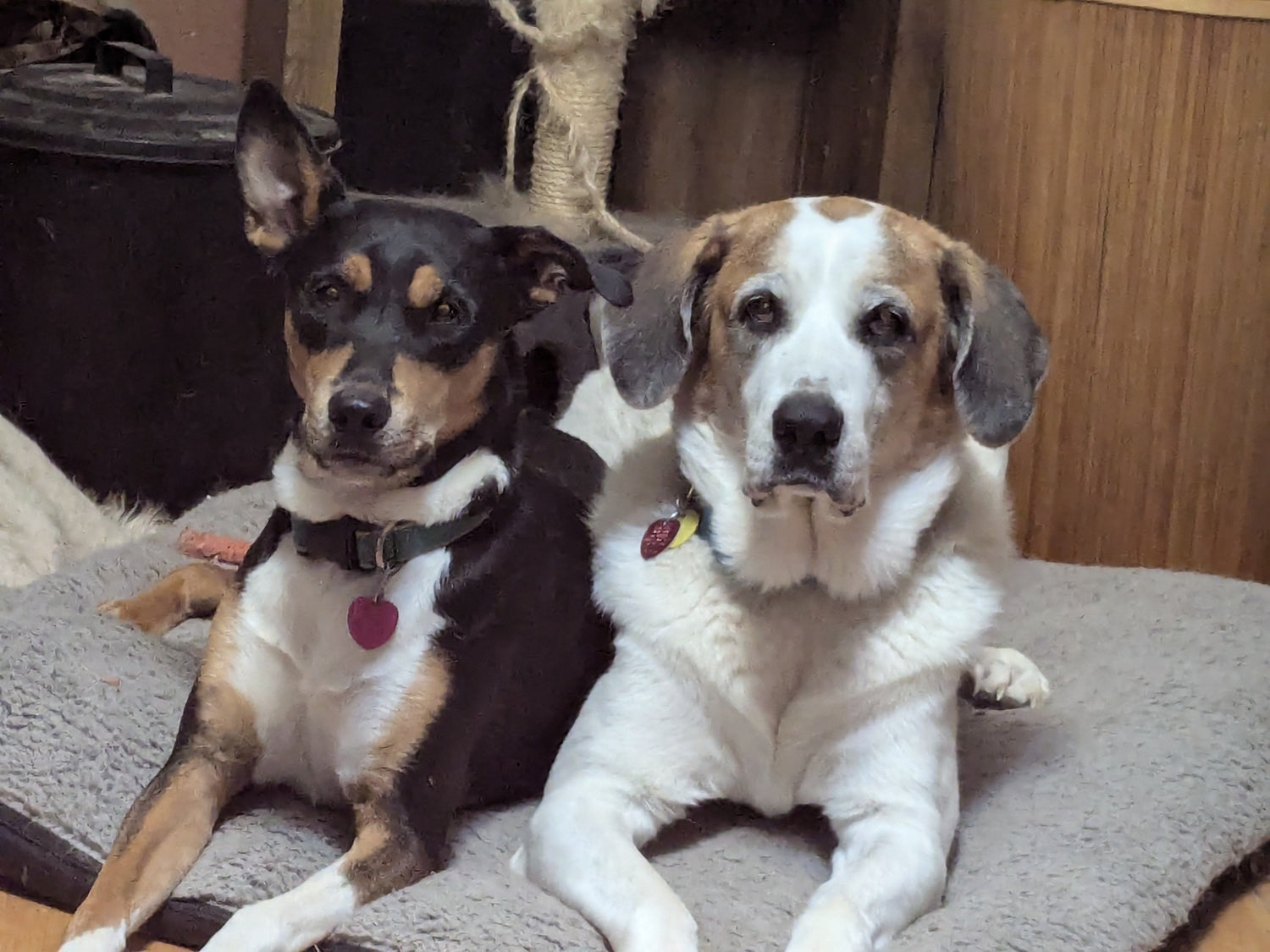 Collars, Leashes & Harnesses