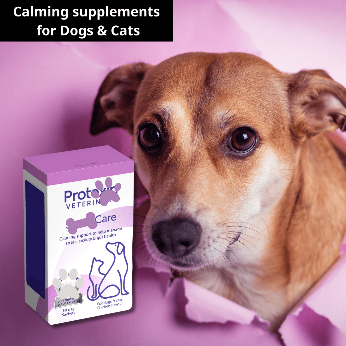 Calming Supplement Sachets For Dogs And Cats Anxiety Relief