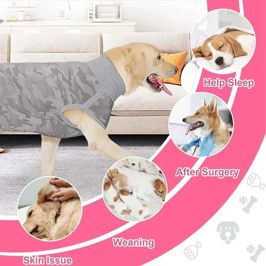 Post-Spay or Neuter Care: Recovery Tips for a Smooth Healing Guide 101