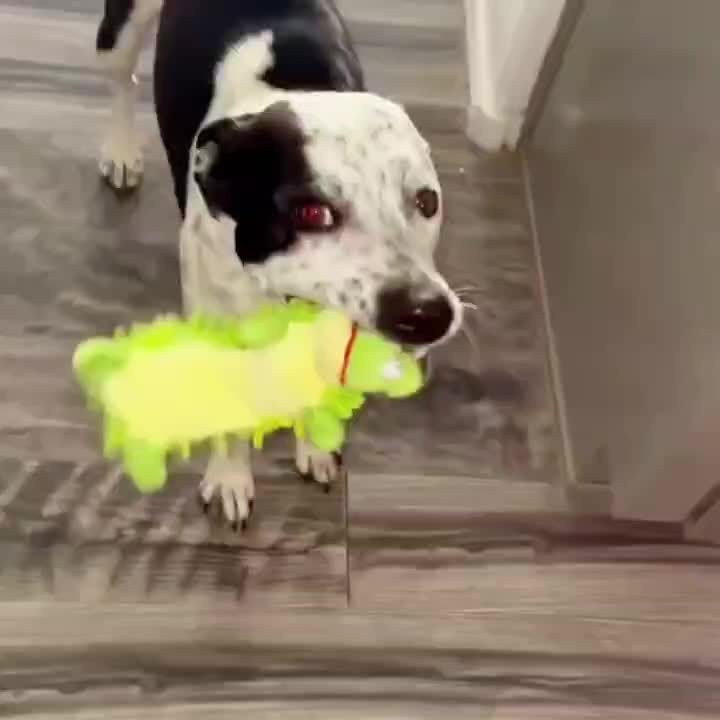Interactive Plush Squeaky Dog Toys for Fun and Play