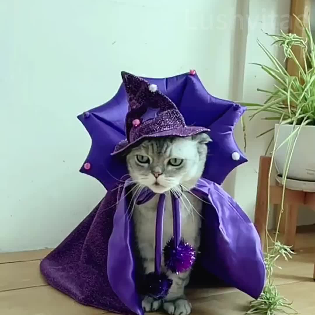 Halloween Witch Cloak And Hat Set For Cats And Dogs