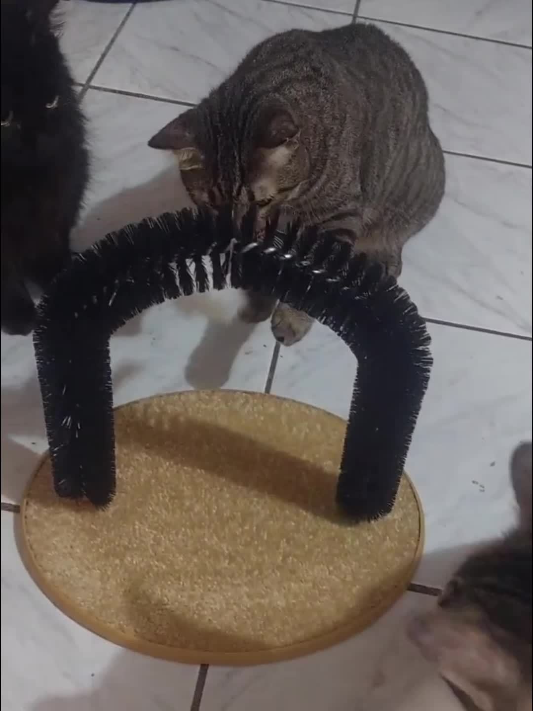 Herbal Infused Cat Arch Self Groomer Scratcher Nonslip Base